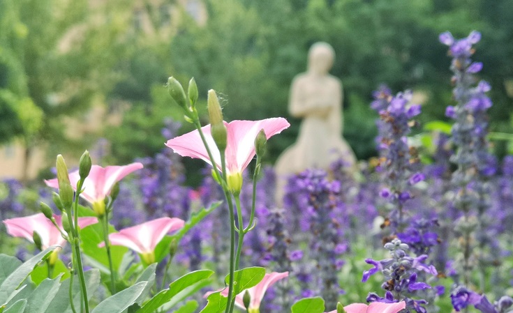 花香滿校園